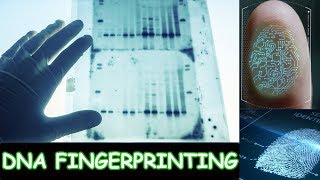 Dna fingerprintingDna Fingerprinting processDna Fingerprinting steps [upl. by Kerge]