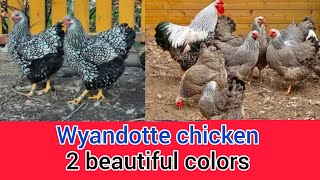 Wyandotte chicken 2 beautiful colors  wyandotte chicken breed  silver laced wyandotte  wyandotte [upl. by Nnav451]