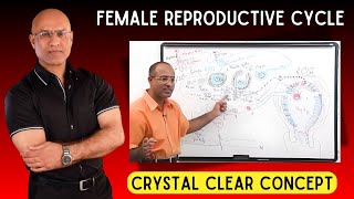 Female Reproductive Cycle  Menstrual Cycle  Hormones [upl. by Steen671]