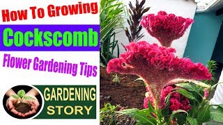 How To Growing Cockscomb Flower  Gardening Tips [upl. by Neened]