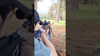 CZ 457 Lux 22LR PART 7 VORTEX VIPER SCOPE shorts 22lr plinking rimfire cz457 boltaction [upl. by Conroy270]