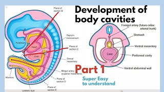 Development of body cavities  Thoracic Cavity Development  Embryology of body cavities  Easiest [upl. by Ttergram815]