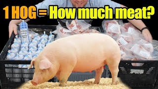 How Much Meat Comes From 300 lb Meat HogPig amp What Meat Cuts Can I Get [upl. by Jehial455]