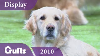 Southern Golden Retriever Display Team performs at Crufts 2010  Crufts Dog Show [upl. by Semmes726]