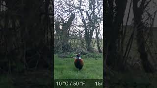 Pheasant out for a stroll [upl. by Honey]