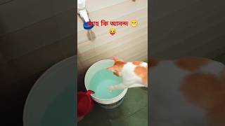 Oggy পানি পানি dance 😬catshorts trendingshorts viralvideo oggy [upl. by Merri]