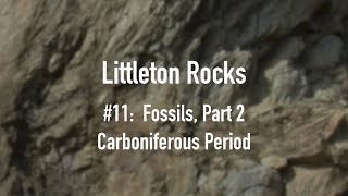 Littleton Rocks 11Fossils Part 2Carboniferous Period [upl. by Spatz854]