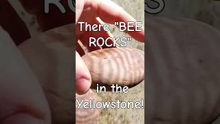 There quotBee Rocksquot in the Yellowstone River sandstone yellowstoneriver rockhounding [upl. by Eetsirk]