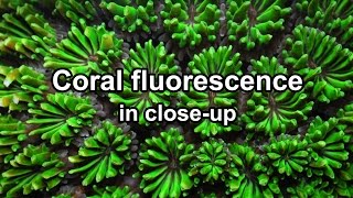 Coral fluorescence in closeup [upl. by Ayitahs753]