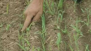 Ridge Till and Cover Crops from Vegetable Farmers and their Sustainable Tillage Practices [upl. by Kier]