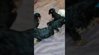 The Yorkshire Terrier puppies are already 15 months old [upl. by Mavilia]