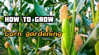 How to grow corn gardening  How To Grow Corn in Container  9 tips for growing corn [upl. by Notanhoj989]