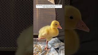 The family rescued an injured goose that their dog had found animalshorts shortvideo goose [upl. by Kristina]