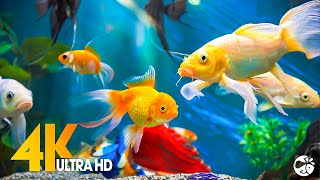 Aquarium 4K VIDEO ULTRA HD 🐠 Beautiful Coral Reef Fish  Relaxing Sleep Meditation Music [upl. by Ayotel]