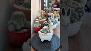 Succulent Tips Repotting Cactus The Easiest Way 🌵 succulents suculentas cactus [upl. by Bambie]