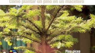 ¿Cómo armar el mejor árbol de navidad [upl. by Rea]