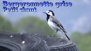 BERGERONNETTE GRISE Chant au début et à la fin [upl. by Erret447]