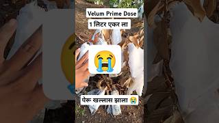 पेरू खल्लास झाला 😭 Nematodes farming sheti shetakariraja nematicide farming marathi [upl. by Alat]