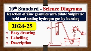 Reaction of Zinc granules with dilute Sulphuric Acid diagram DRAWING  LABELLING  SSLC  SCIENCE [upl. by Aicenert]