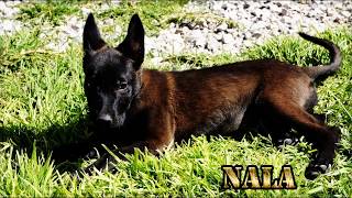 Nala perrita Pastor Belga Malinois Rojo Carbonado Intenso [upl. by Cirdla]