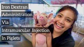 How To Administer Iron Dextran Via Intramuscular Injection To Piglets  Quick Vlog [upl. by Kcirdneked]