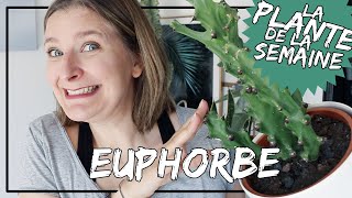 🌿 Les Euphorbes 🌵 conseils dentretien comment les arroser et les rempoter laplantedelasemaine​​​ [upl. by Adriana946]