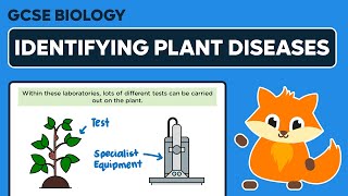 Identifying Plant Diseases  GCSE Biology [upl. by Crenshaw471]