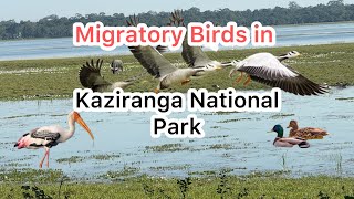 wetland’s birds in kaziranga National Park l Assam l India l [upl. by Aven]