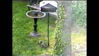 SquirrelOff solar powered squirrel proof bird feeder feeds more birds [upl. by Lacy21]