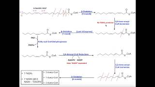 Beta Oxidation of a Polyunsaturated Fatty Acid Linoleic Acid [upl. by Rol77]