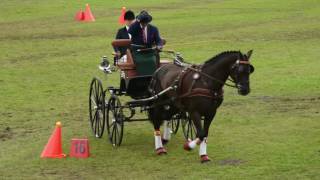 Concours dAttelage International 2016 Maniabilité [upl. by Wohlen]