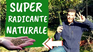 Scopri TRE RADICANTI NATURALI per TALEE efficaci [upl. by Kawasaki213]