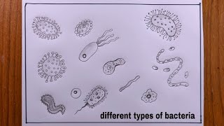 how to draw different types of bacteriadifferent types of bacteria diagram [upl. by Nicolai37]