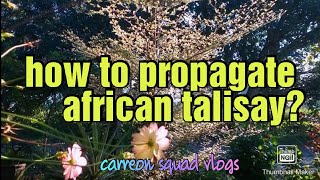 how to propagate variegated african talisay  terminalia mantaly by carreon squad vlogs [upl. by Llezo]