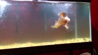 Red belly piranha destroy mouse [upl. by Eem]