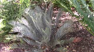 Encephalartos lehmannii Karoo cycad [upl. by Steinway87]