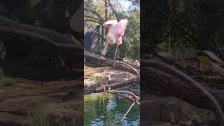 Ibises and Roseate Spoonbill at the Houston zoo [upl. by Gisser561]