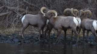 Waterton Canyon Bighorn Rams [upl. by Enihpesoj]