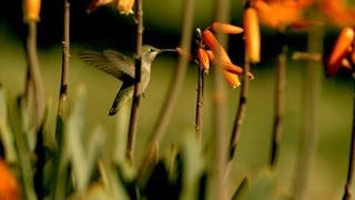 Stanford Students Discover Groundbreaking Flight Behavior [upl. by Penhall149]