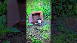 Easy pigeon bird trap using cardboard boxes pigeon building pigeontrap birds trapmaking [upl. by Elyak]