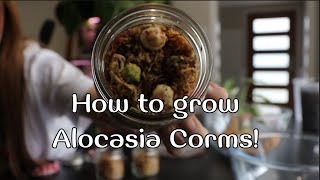 How I grow Alocasias from a corm Alocasia Frydek repot and corm hunting [upl. by Constantino]