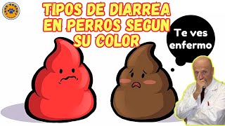 💩 6 TIPOS DE DIARREA EN PERROS SEGUN SU COLOR 💩 [upl. by Birk389]