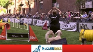 Dog Agility In Toronto At Woofstock 13 With The McCann Dog Stars [upl. by Rubenstein]