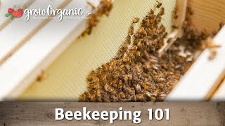 Beekeeping for Beginners  Hive Set Up [upl. by Eidde]