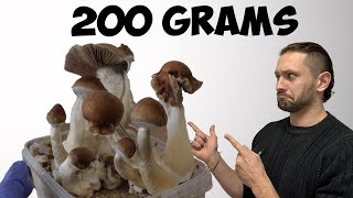 How I Magically Grew Golden Mushrooms in 12 Days  Teacher Growth Kit Step by Step [upl. by Christis]