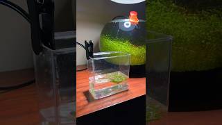 Drip acclimating shrimp to my aquarium [upl. by Rafaelle]