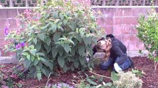 How To Prune a Princess Flower or TibouchinaAVI [upl. by Trudey516]