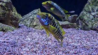 most agressive cichlids of lake tanganyika petrochromis [upl. by Aitam]