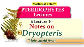 Lecture 10  Dryopteris Life Cycle  Pteridophyta Lecture Notes [upl. by Yedok]