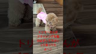 手術着到着🐩トイプードルのベルちゃんです🐾退院4日後 [upl. by Iak290]